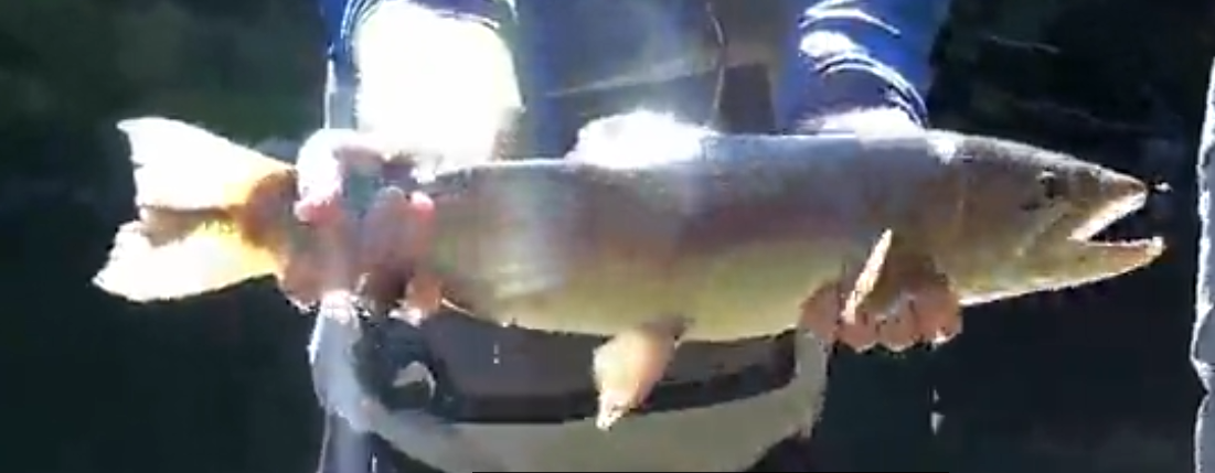 HybridLight's Fishing Adventures With Jimmy Sites